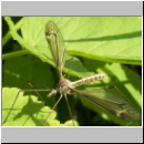 Tipula sp - Schnake 07a.jpg